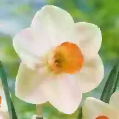 Fragrant Rose